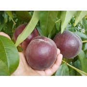 Персик Роял Маджестік (середньостиглий)